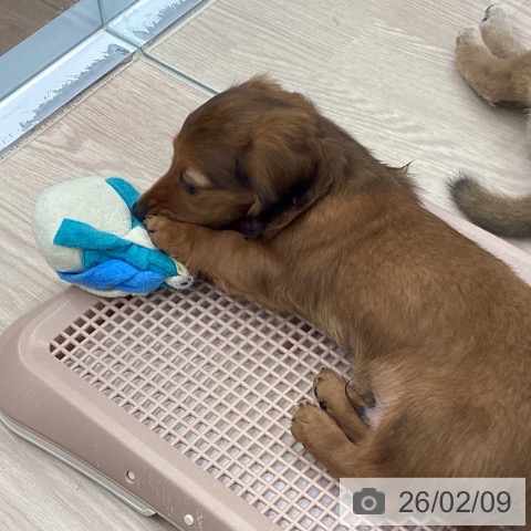 埼玉県のミニチュアダックスフンド(ロング) (ペットプラス 川口店/2025年12月4日生まれ/男の子/レッド)の子犬の3枚目の画像