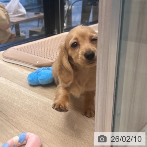 ミニチュア・ダックスフンドの写真