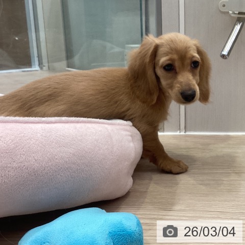 ミニチュア・ダックスフンドの写真