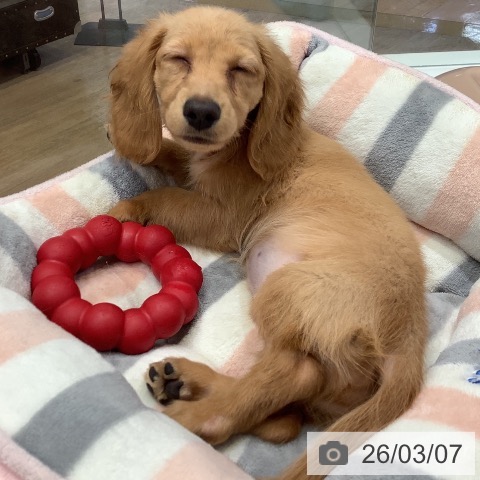 ミニチュア・ダックスフンドの写真