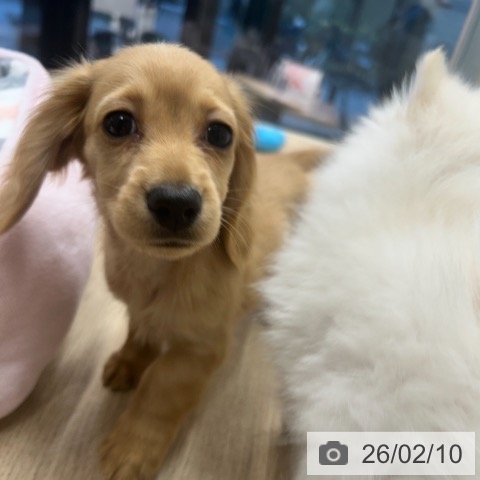 ミニチュア・ダックスフンドの写真