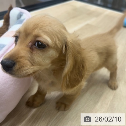 ミニチュア・ダックスフンドの写真