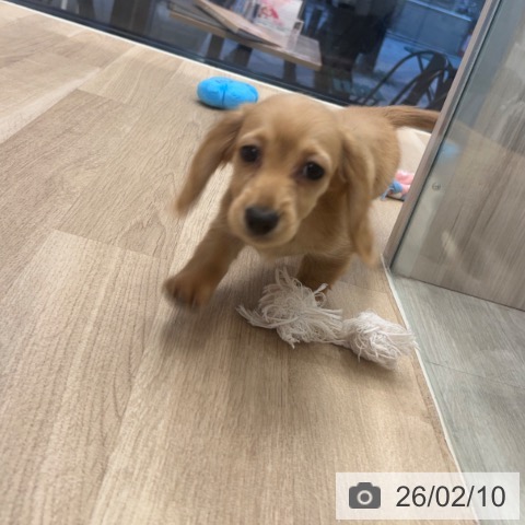 ミニチュア・ダックスフンドの写真