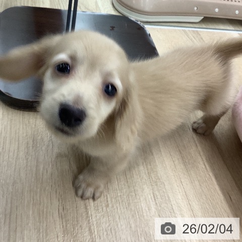 ミニチュア・ダックスフンドの写真