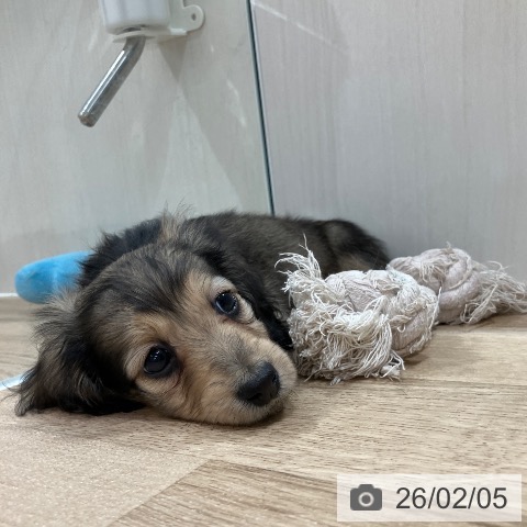 神奈川県のミニチュアダックスフンド(ロング) (ペットプラス ゆめが丘ソラトス店/2025年12月5日生まれ/女の子/シェーデットイエロー)の子犬の4枚目の画像