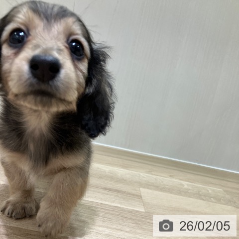 神奈川県のミニチュアダックスフンド(ロング) (ペットプラス ゆめが丘ソラトス店/2025年12月5日生まれ/女の子/シェーデットイエロー)の子犬の3枚目の画像