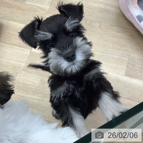 東京都のミニチュアシュナウザー (ペットプラス 日の出店/2025年12月5日生まれ/男の子/ブラックシルバー)の子犬の3枚目の画像