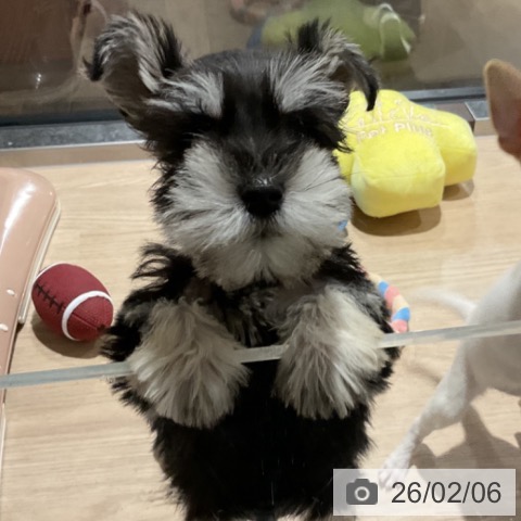 埼玉県のミニチュアシュナウザー (ペットプラス コクーンシティ店/2025年12月5日生まれ/男の子/ブラックシルバー)の子犬の4枚目の画像