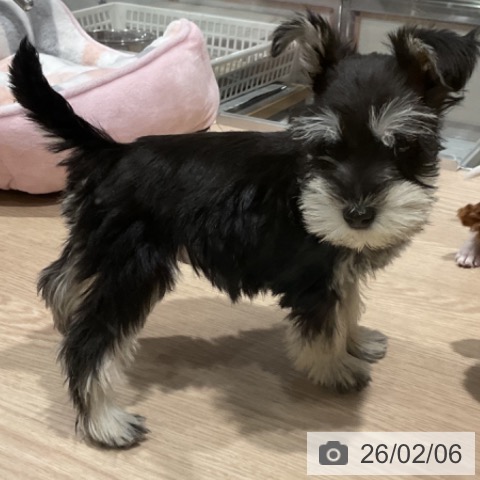 埼玉県のミニチュアシュナウザー (ペットプラス コクーンシティ店/2025年12月5日生まれ/男の子/ブラックシルバー)の子犬の3枚目の画像