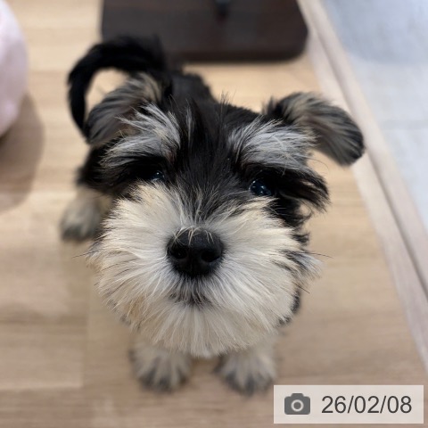 東京都のミニチュアシュナウザー (ペットプラス アクアシティお台場店/2025年12月5日生まれ/男の子/ブラックシルバー)の子犬の4枚目の画像