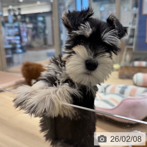 東京都のミニチュアシュナウザー (ペットプラス アクアシティお台場店/2025年12月5日生まれ/男の子/ブラックシルバー)の子犬の3枚目の画像