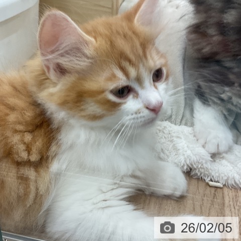 福岡県のラガマフィン (ペットプラス 福岡店/2025年12月3日生まれ/男の子/レッドタビーホワイト)の子猫の3枚目の画像