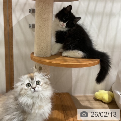 ラガマフィンの写真