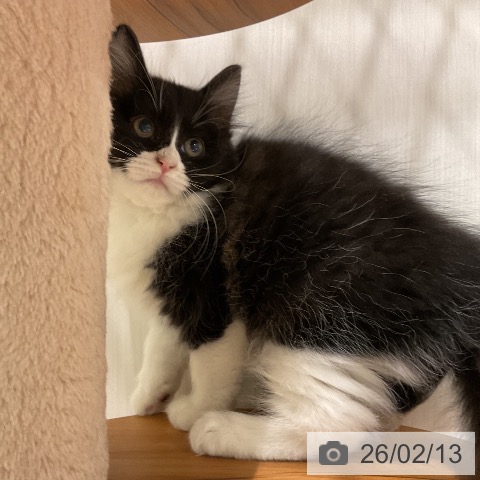 ラガマフィンの写真