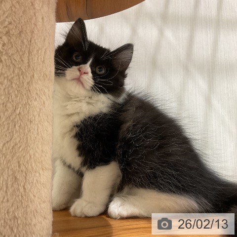 ラガマフィンの写真