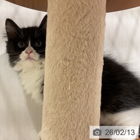 ラガマフィンの写真