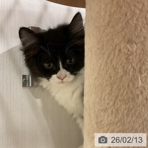 ラガマフィンの写真