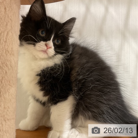 ラガマフィンの写真