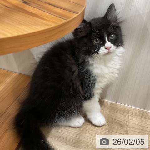 ラガマフィンの写真