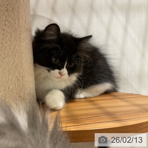 ラガマフィンの写真