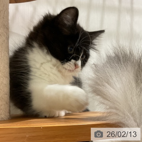 ラガマフィンの写真