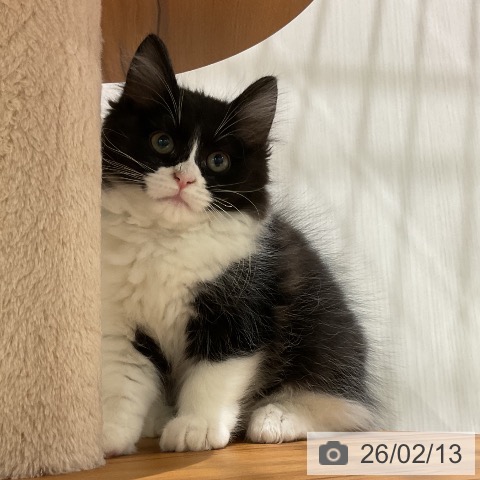 ラガマフィンの写真