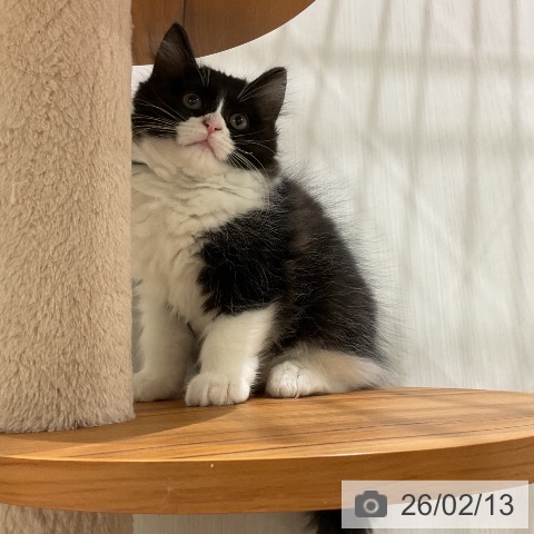 ラガマフィンの写真