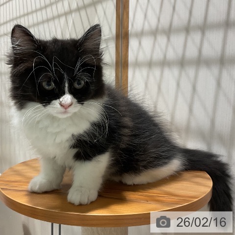 ラガマフィンの写真