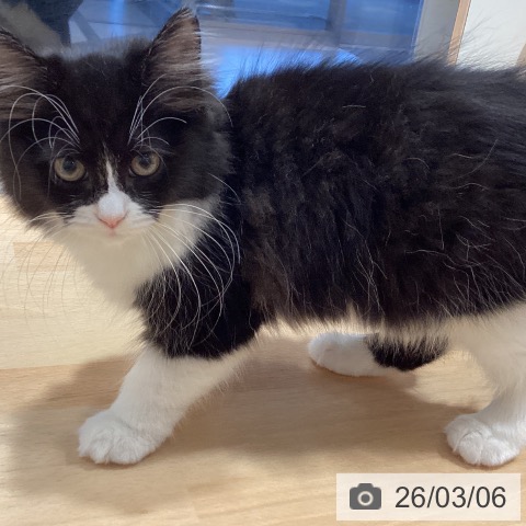 ラガマフィンの写真