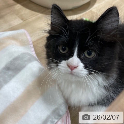 福岡県のラガマフィン (ペットプラス 八幡東店/2025年12月3日生まれ/女の子/ブラックホワイト)の子猫の4枚目の画像