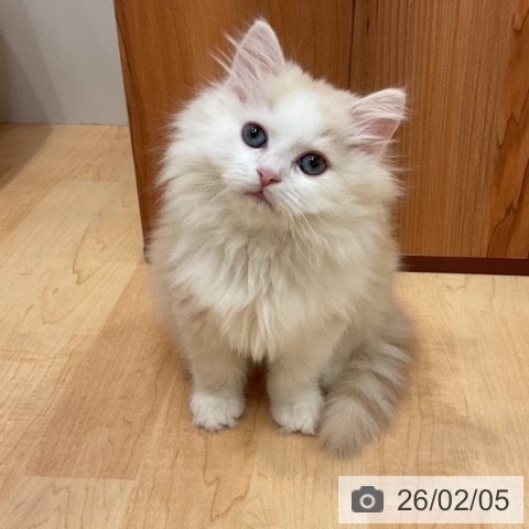 愛知県のラガマフィン (ペットプラス 名古屋茶屋店/2025年12月4日生まれ/男の子/レッドタビーホワイト)の子猫の3枚目の画像