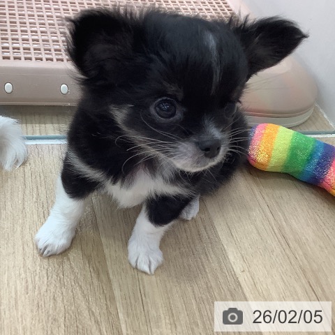 長野県のチワワ(ロング) (ペットプラス 長野店/2025年12月5日生まれ/男の子/ブラックタンホワイト)の子犬の4枚目の画像