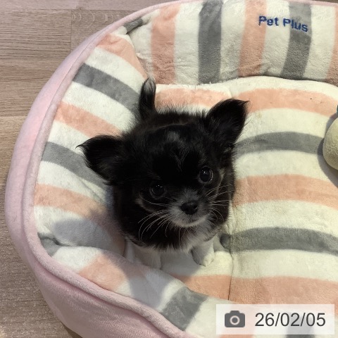 長野県のチワワ(ロング) (ペットプラス 長野店/2025年12月5日生まれ/男の子/ブラックタンホワイト)の子犬の3枚目の画像