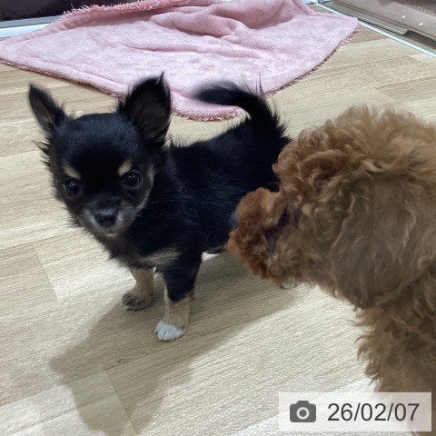 宮城県のチワワ(ロング) (ペットプラス 名取店/2025年12月5日生まれ/女の子/ブラックタンホワイト)の子犬の4枚目の画像