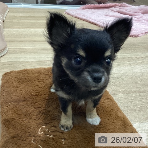 宮城県のチワワ(ロング) (ペットプラス 名取店/2025年12月5日生まれ/女の子/ブラックタンホワイト)の子犬の3枚目の画像