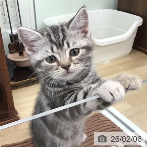 福岡県のアメリカンショートヘアー (ペットプラス 春日店/2025年11月30日生まれ/男の子/ブルータビー)の子猫の4枚目の画像