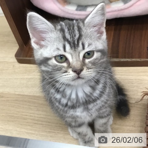 福岡県のアメリカンショートヘアー (ペットプラス 春日店/2025年11月30日生まれ/男の子/ブルータビー)の子猫の3枚目の画像