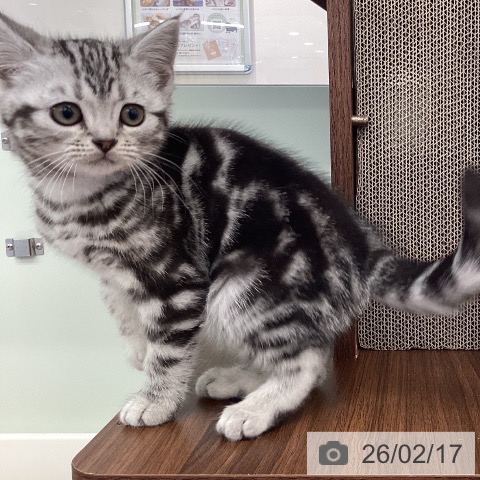 福岡県のアメリカンショートヘアー (ペットプラス 春日店/2025年11月30日生まれ/男の子/シルバータビー)の子猫の4枚目の画像