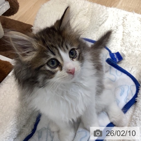 ノルウェージャンフォレストキャットの写真