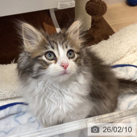 ノルウェージャンフォレストキャットの写真