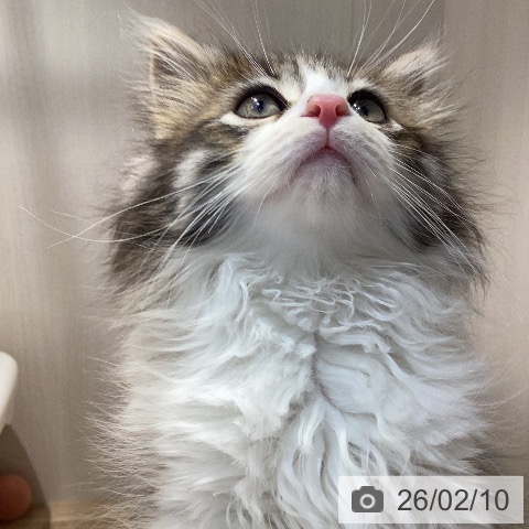 ノルウェージャンフォレストキャットの写真