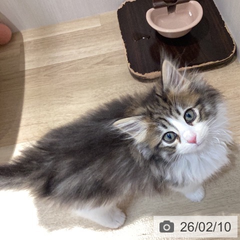 ノルウェージャンフォレストキャットの写真