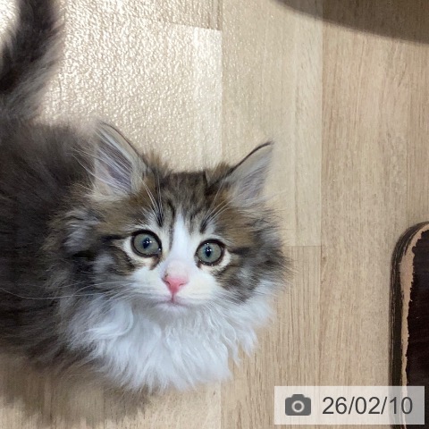 岐阜県のノルウェージャンフォレストキャット (ペットプラス 各務原店/2025年11月29日生まれ/男の子/ブラウンタビーホワイト)の子猫の4枚目の画像