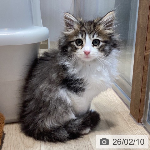 岐阜県のノルウェージャンフォレストキャット (ペットプラス 各務原店/2025年11月29日生まれ/男の子/ブラウンタビーホワイト)の子猫の3枚目の画像