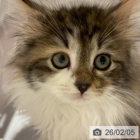 福岡県のノルウェージャンフォレストキャット (ペットプラス 八幡東店/2025年11月29日生まれ/女の子/ブラウンパッチドタビーホワイト)の子猫の3枚目の画像