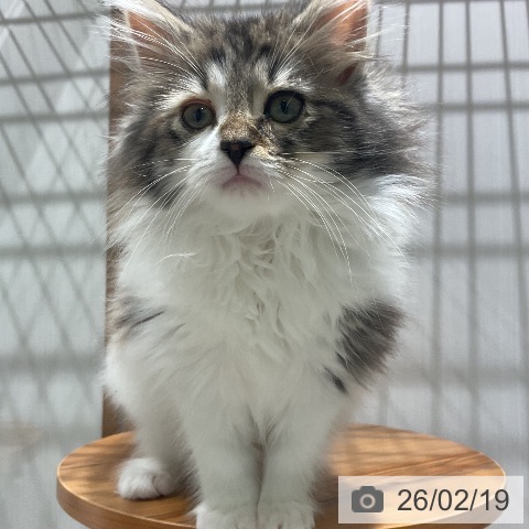福岡県のノルウェージャンフォレストキャット (ペットプラス 八幡東店/2025年11月29日生まれ/女の子/ブラウンパッチドタビーホワイト)の子猫の4枚目の画像