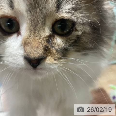 福岡県のノルウェージャンフォレストキャット (ペットプラス 八幡東店/2025年11月29日生まれ/女の子/ブラウンパッチドタビーホワイト)の子猫の3枚目の画像