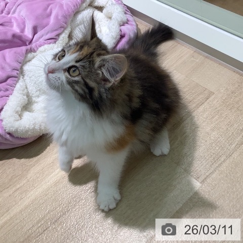 宮崎県のノルウェージャンフォレストキャット (ペットプラス 宮崎店/2025年11月29日生まれ/女の子/ブラウンパッチドタビーホワイト)の子猫の4枚目の画像