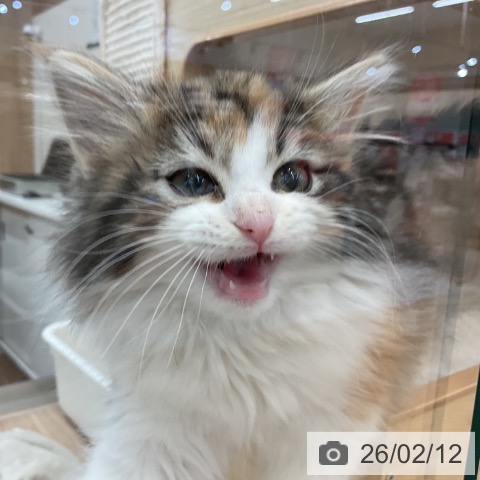 福岡県のノルウェージャンフォレストキャット (ペットプラス 福岡店/2025年11月29日生まれ/女の子/ブラウンパッチドタビーホワイト)の子猫の3枚目の画像