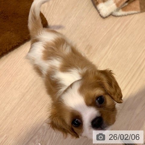 キャバリア・キングチャールズ・スパニエルの写真